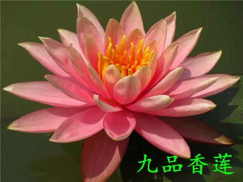 睡莲的叶子是红色是什么品种,用很小的盆就能养的睡莲品种