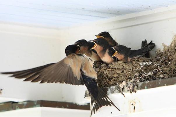 燕子在农村老家屋檐下搭窝说明啥,为什么燕子筑窝后家里人会有事
