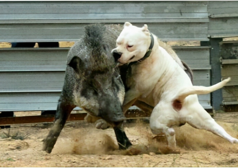 杜高犬,养杜高犬会被咬吗