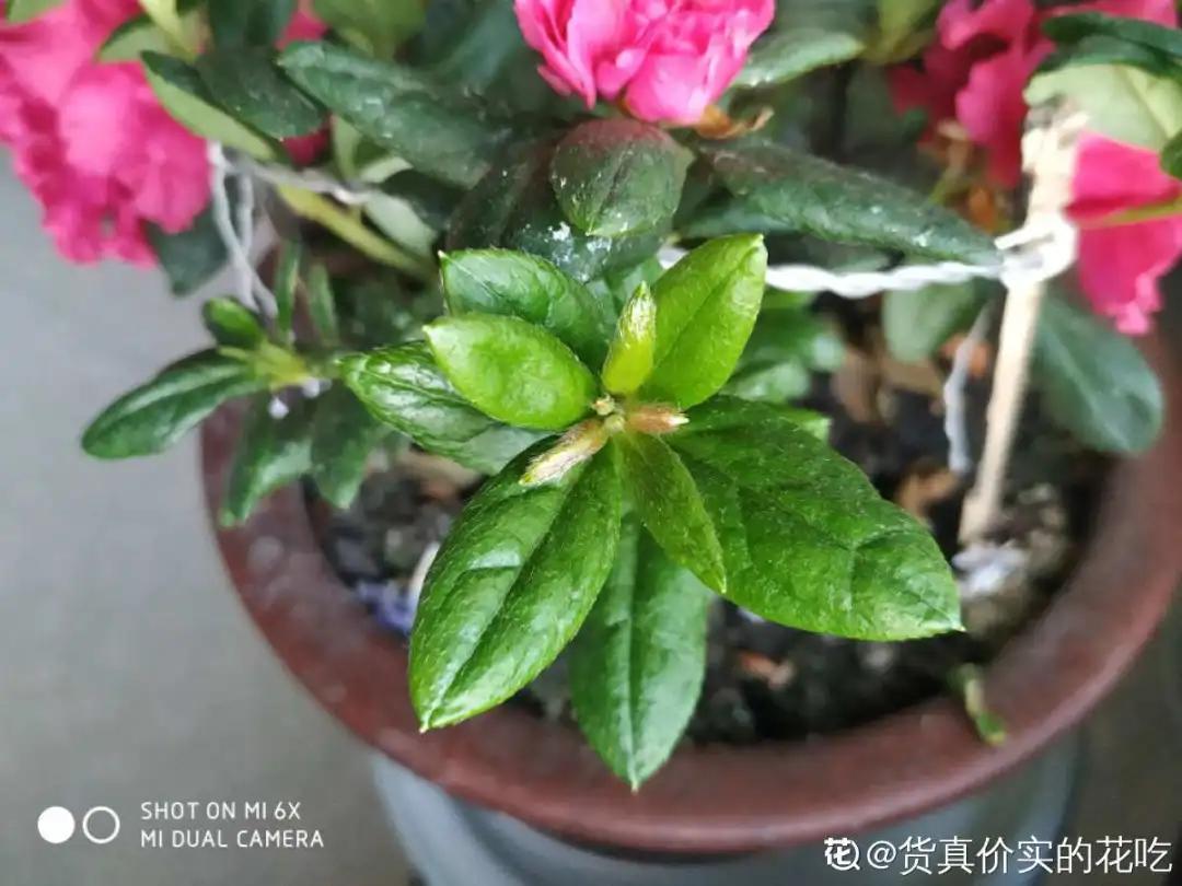 花买回来叶子蔫了怎么办,花掉花苞有什么好方法吗