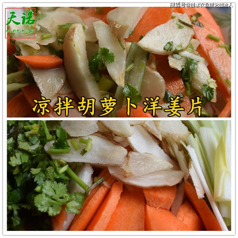 盆栽洋姜的方法,家庭种洋姜的正确方法