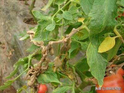 番茄灰霉病控制住,灰霉病番茄能吃吗