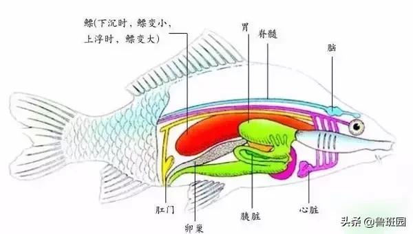鱼鳔胶怎么样的好,鱼鳔和鱼鳔胶区别