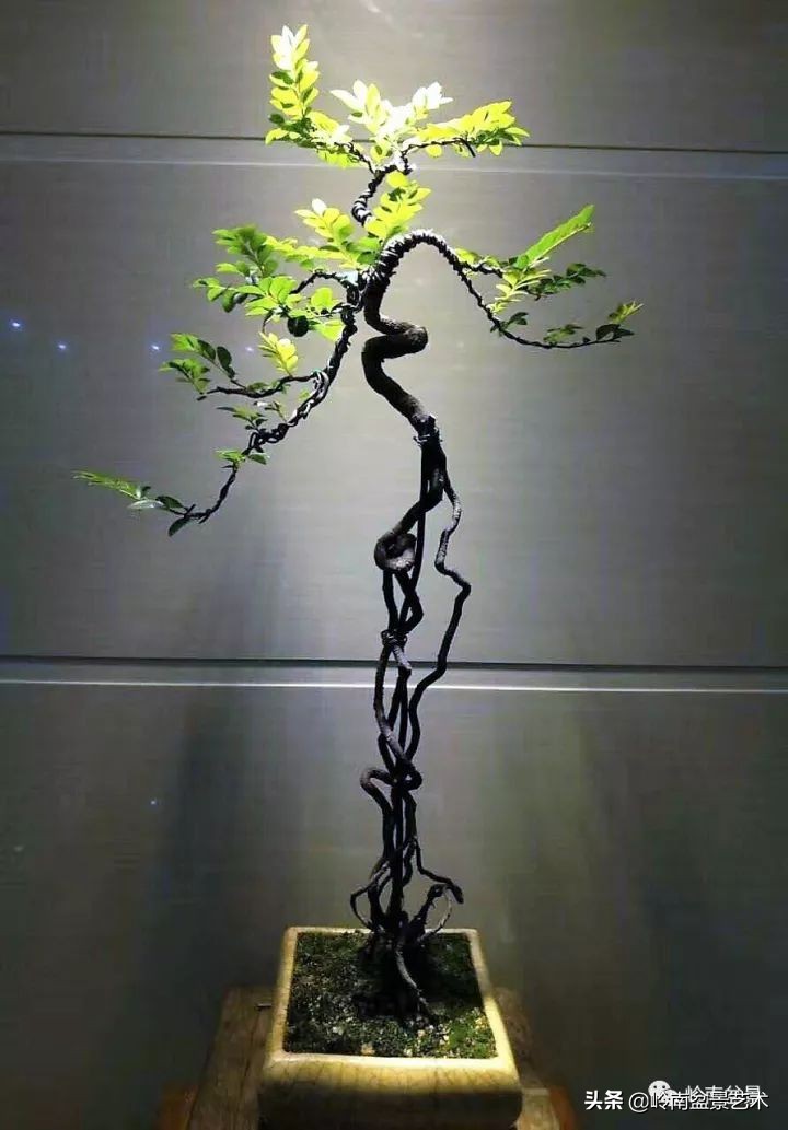 以根代杆下细上粗式盆景图片,十种适合吊着养的盆景