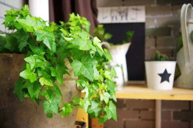 吸甲醛净化空气的绿植有哪些,可以吸甲醛净化空气的绿植