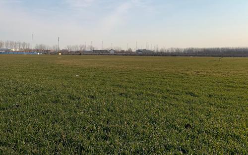 根深叶茂怎么种植,根深叶茂植物学