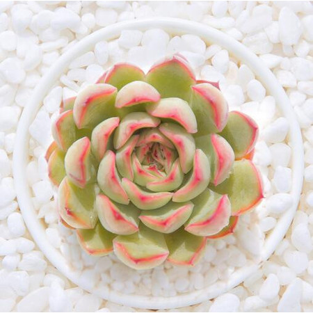 多肉早安图片大全,多肉大全100图