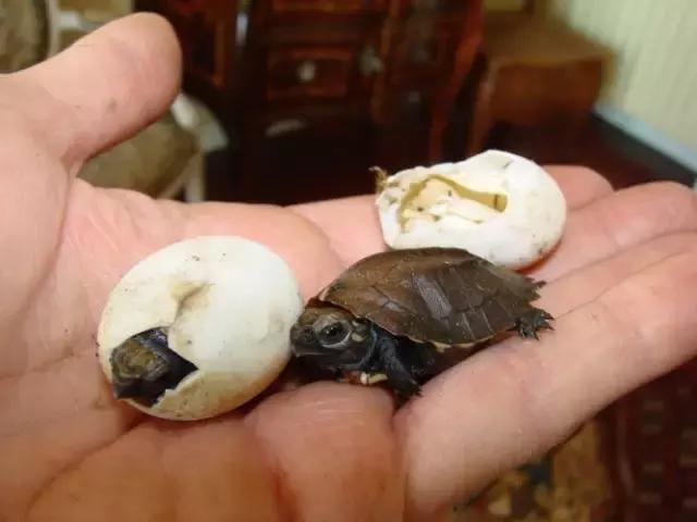 有一种龟为什么叫锯缘龟,锯缘龟八角灵龟