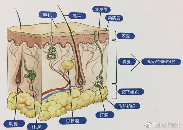 毛孔太粗大怎么收缩毛孔,毛孔越来越粗大的原因是什么