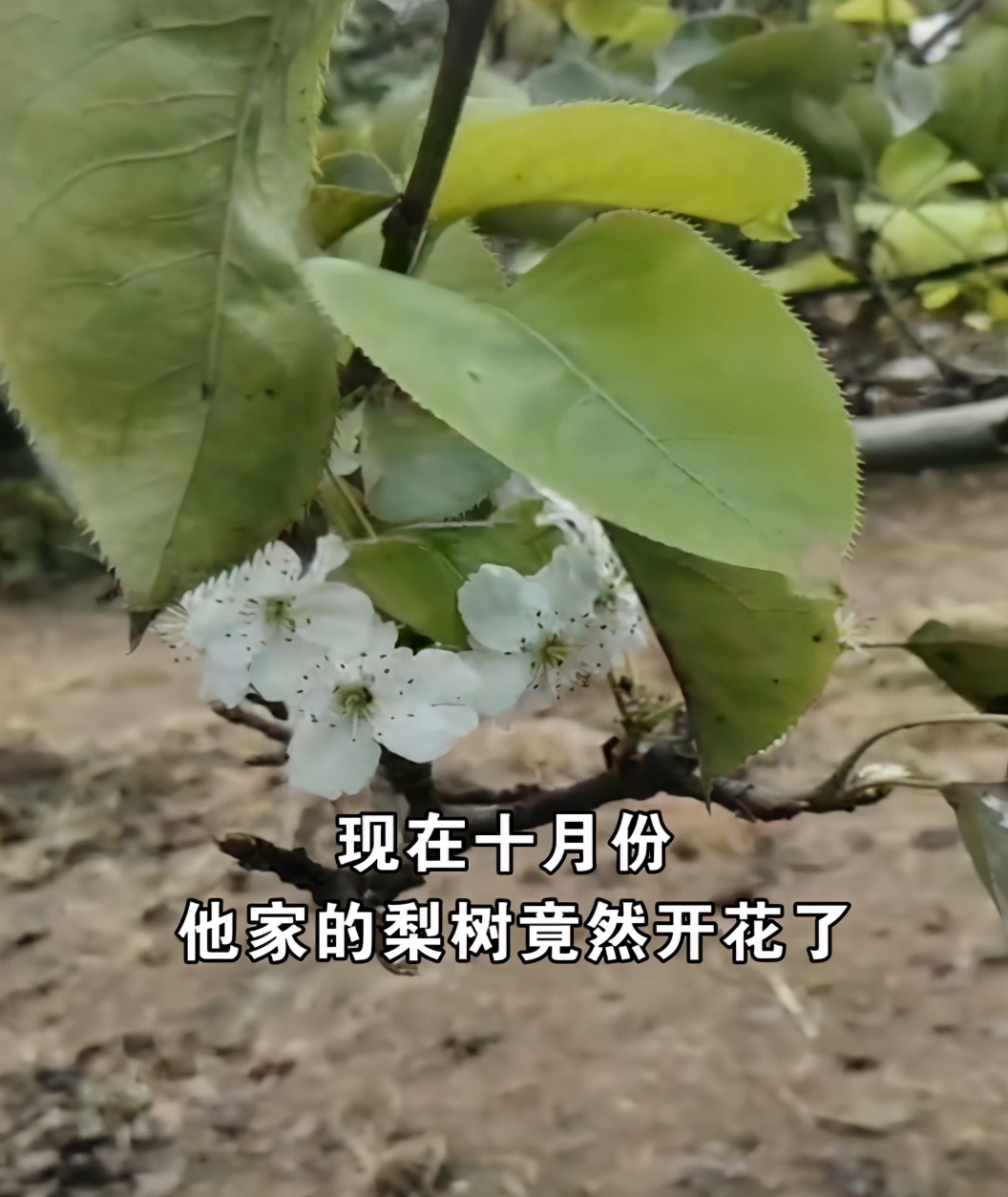 5月份梨树开花怎么回事,九月份梨树开花了是啥征兆