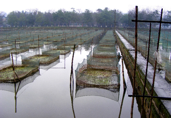 规模超20万亩，1月前卖不动，现价格逆势上涨，养殖户很积极