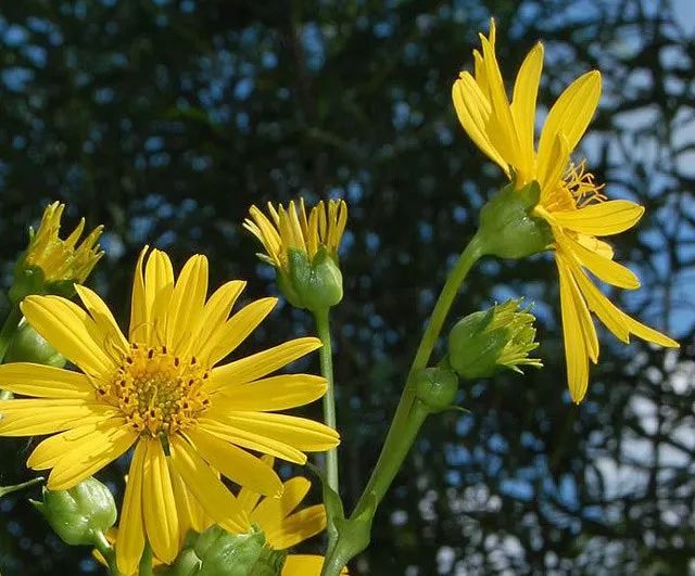 雨水花园植物区,雨水花园水生植物