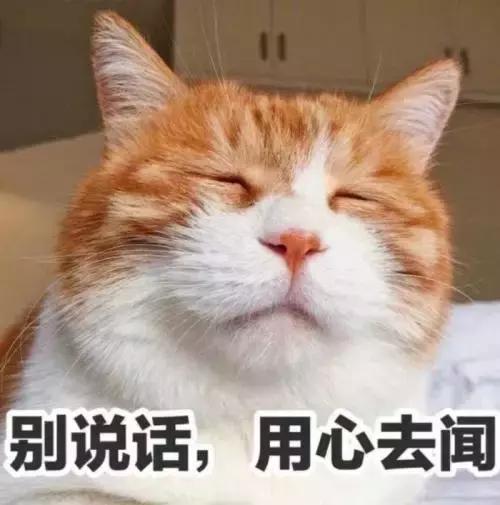 猫咪舔人又咬是什么意思啊,猫咪拿舌头舔主人的手代表什么
