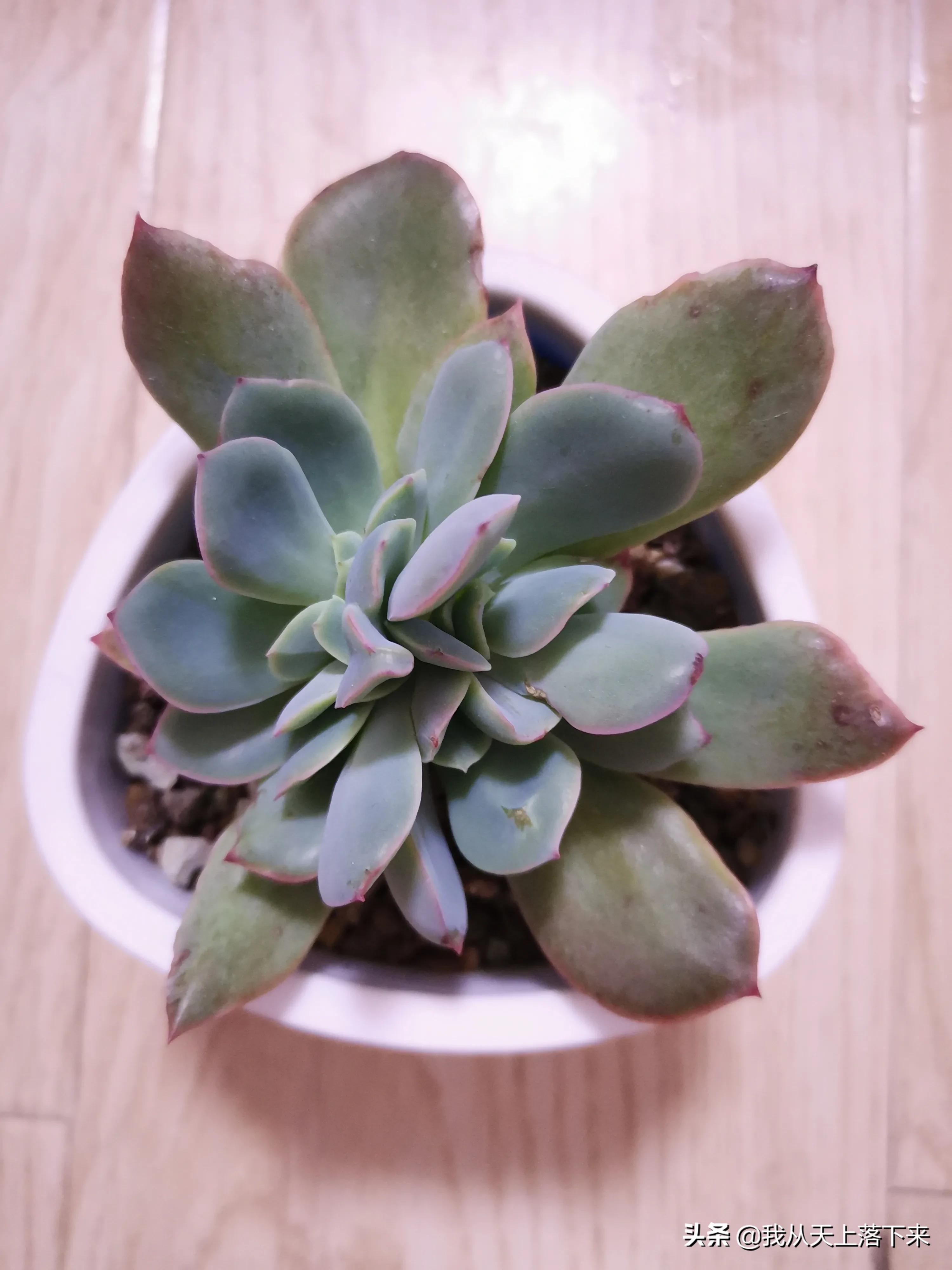 89种常见多肉植物品种图，实物拍摄，还不认识的小伙伴赶紧收藏好