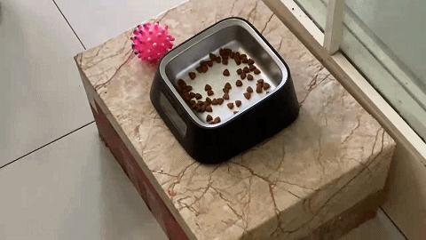 心中有数吃多少，避免主子吃撑大胖子，Pawbby智能宠物碗体验