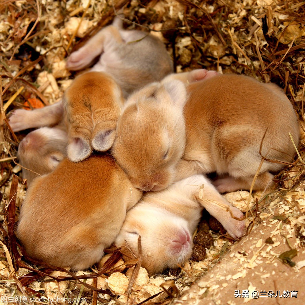 怎么对孩子适度性教育,如何对孩子进行适度教育