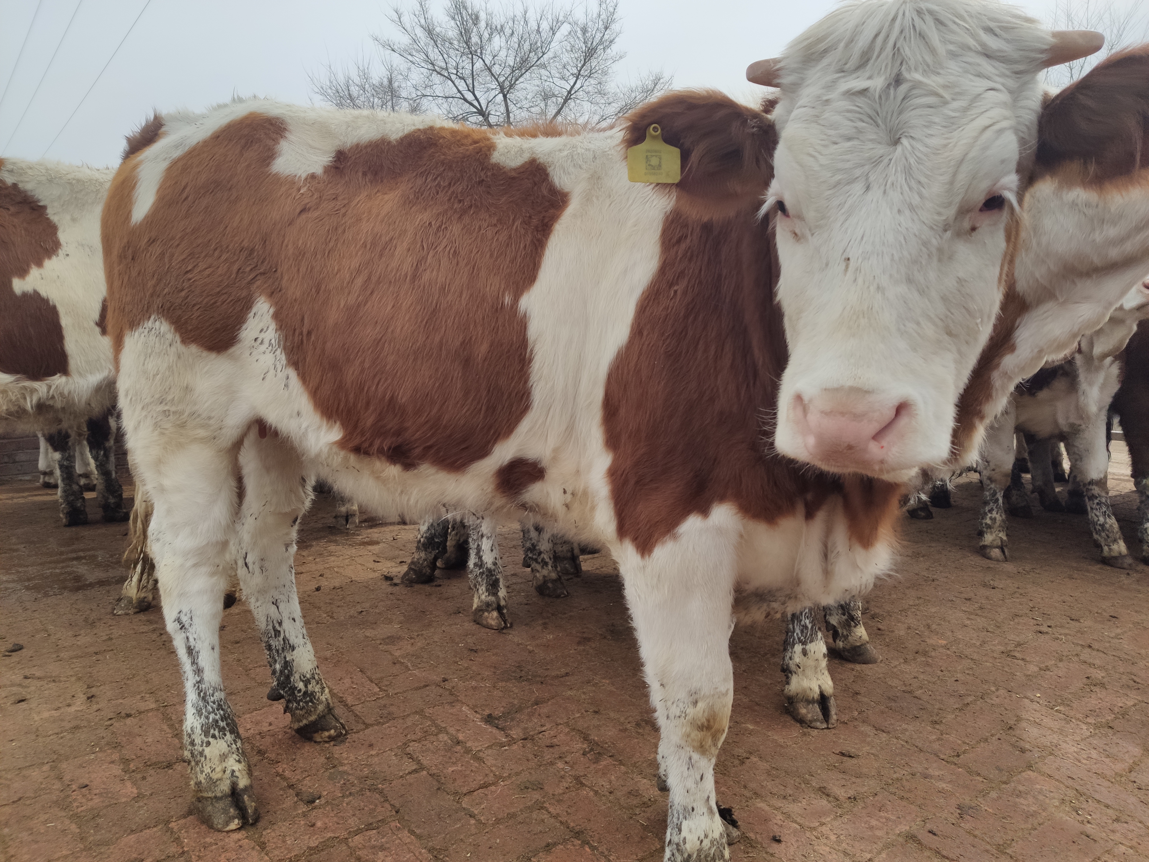 养牛知识牛的正常体温与技术,养牛一定要懂牛的反刍规律