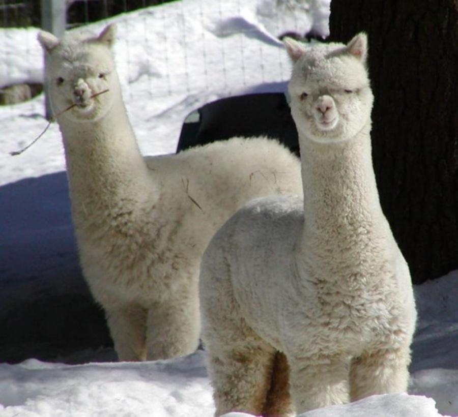 神兽羊驼有多厉害,为什么羊驼被称为十大神兽之一