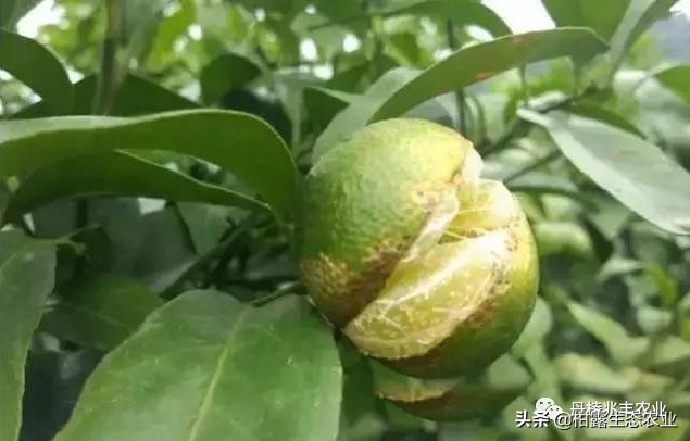 缺氮缺磷缺钾的表现,缺氮缺磷缺钾会怎么样