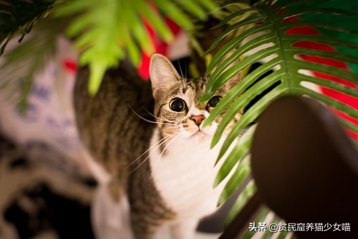 猫咪一直流眼泪的原因和解决方法,猫咪流眼泪泪痕重什么原因