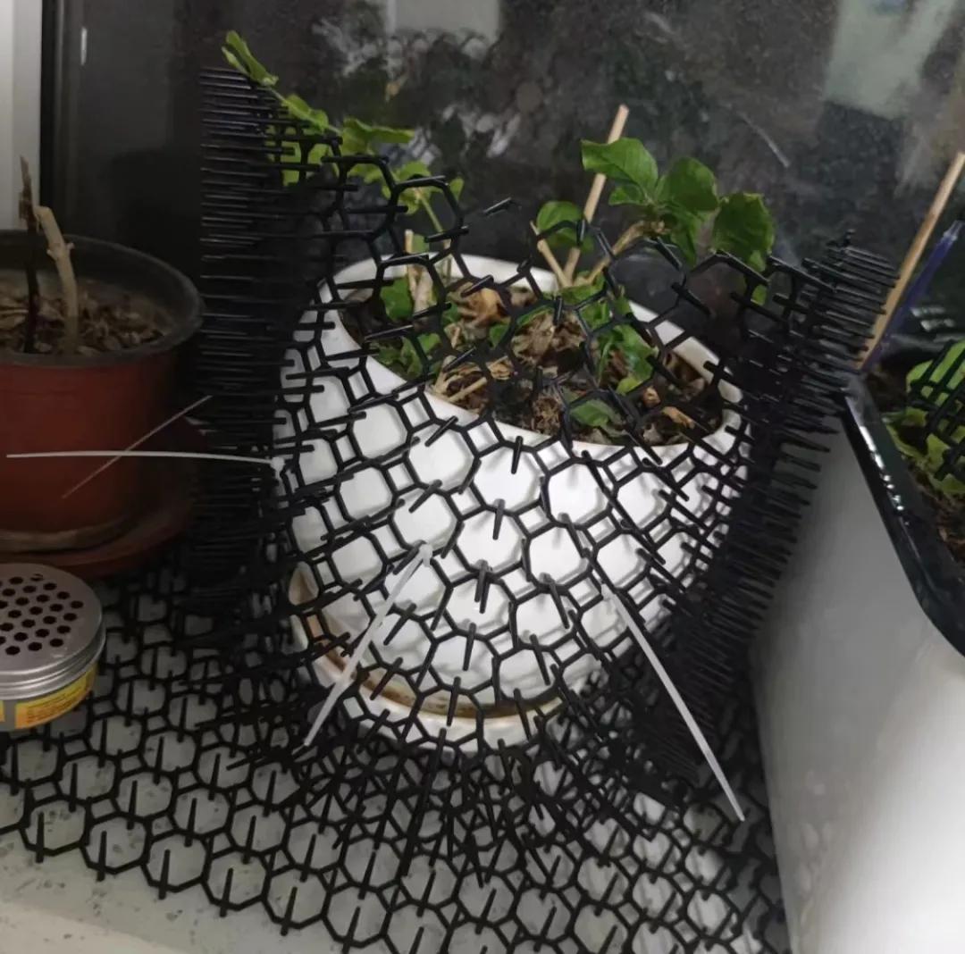 有宠一族必看：啥家庭条件呀，好几万的沙发随便毁？