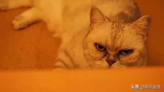 长得很潦草的一只猫,一只猫能有多潦草