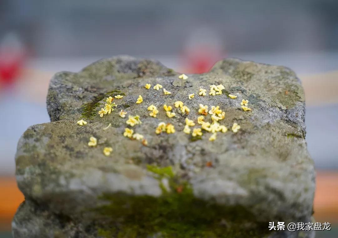 在盘龙的桂花香里，亲吻这个秋天|黑龙潭公园美图大赏