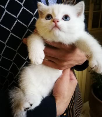 猫咪很皮很胆小,猫咪太皮不想养猫了怎么处理