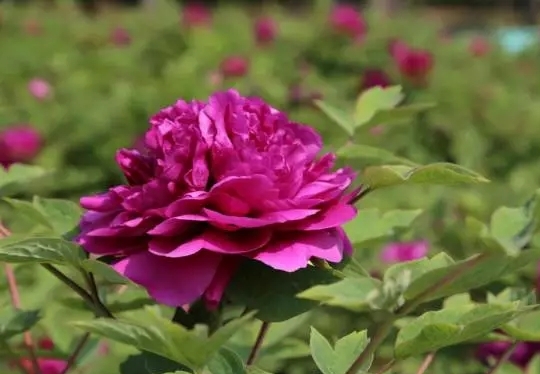 牡丹，熟悉而陌生——“花王”的前世今生，带你重新认识牡丹