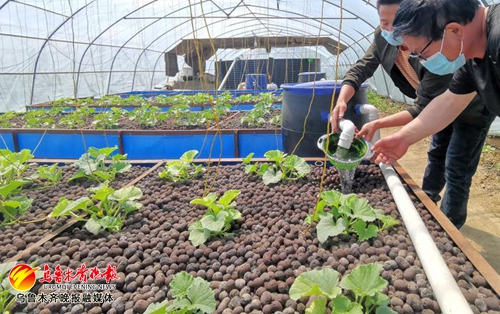 池下养鱼池上种菜,循环水种菜养鱼经济效益