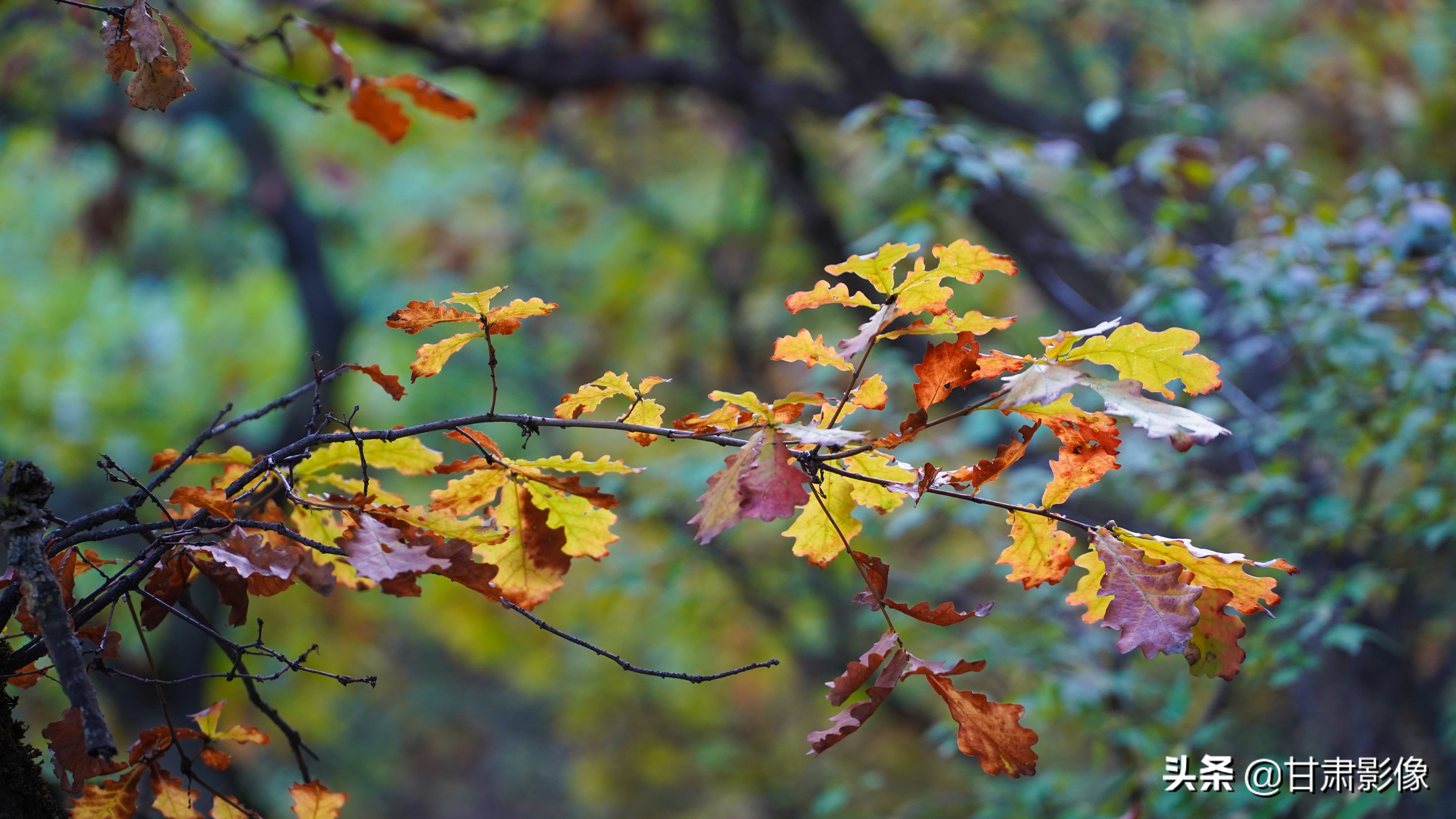 索尼电影镜头28-135能拍照吗,索尼相机18-135镜头介绍