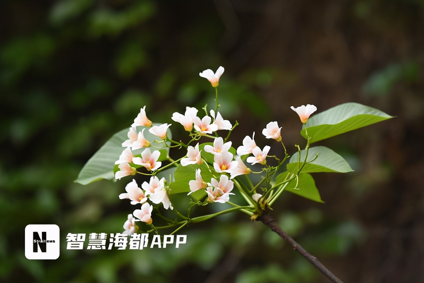 美翻了！福州将迎来两波白色浪漫！油桐、千年桐相继开放