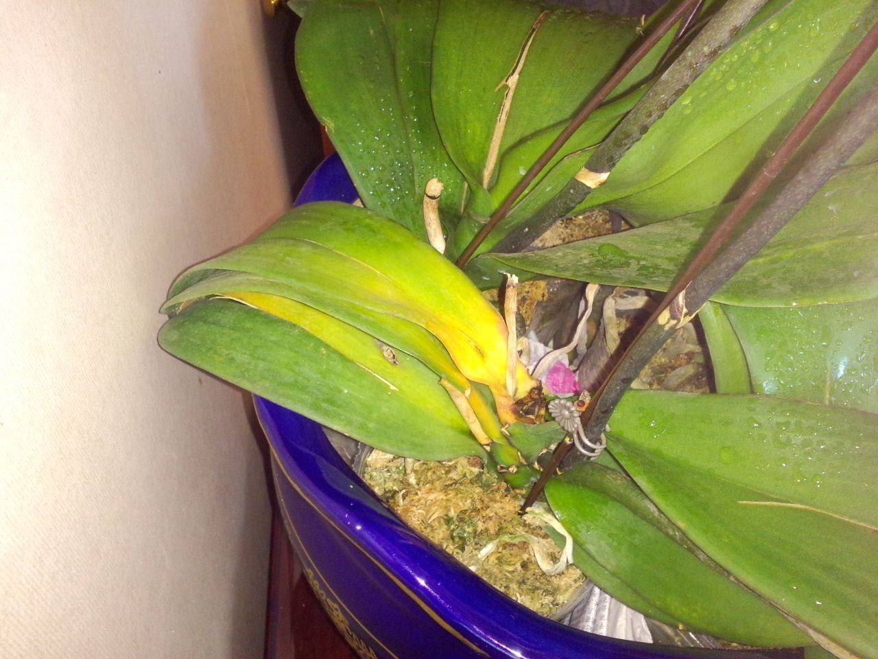 怎么能让蝴蝶兰花变色,想让蝴蝶兰多开花怎么办