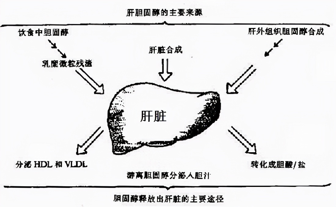 喝酒对高血脂的危害,烟酒对高血脂有多大危害