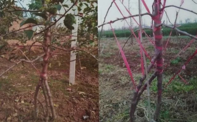 老苹果树嫁接改造视频,苹果树老树最新改造方案