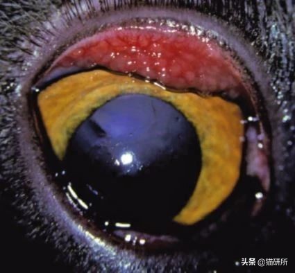 猫咪眼睛痒一直挠用什么眼药水,猫咪眼睛结膜炎怎么治疗