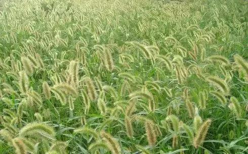 我国很多成语与植物有关,汉语成语中的植物文化