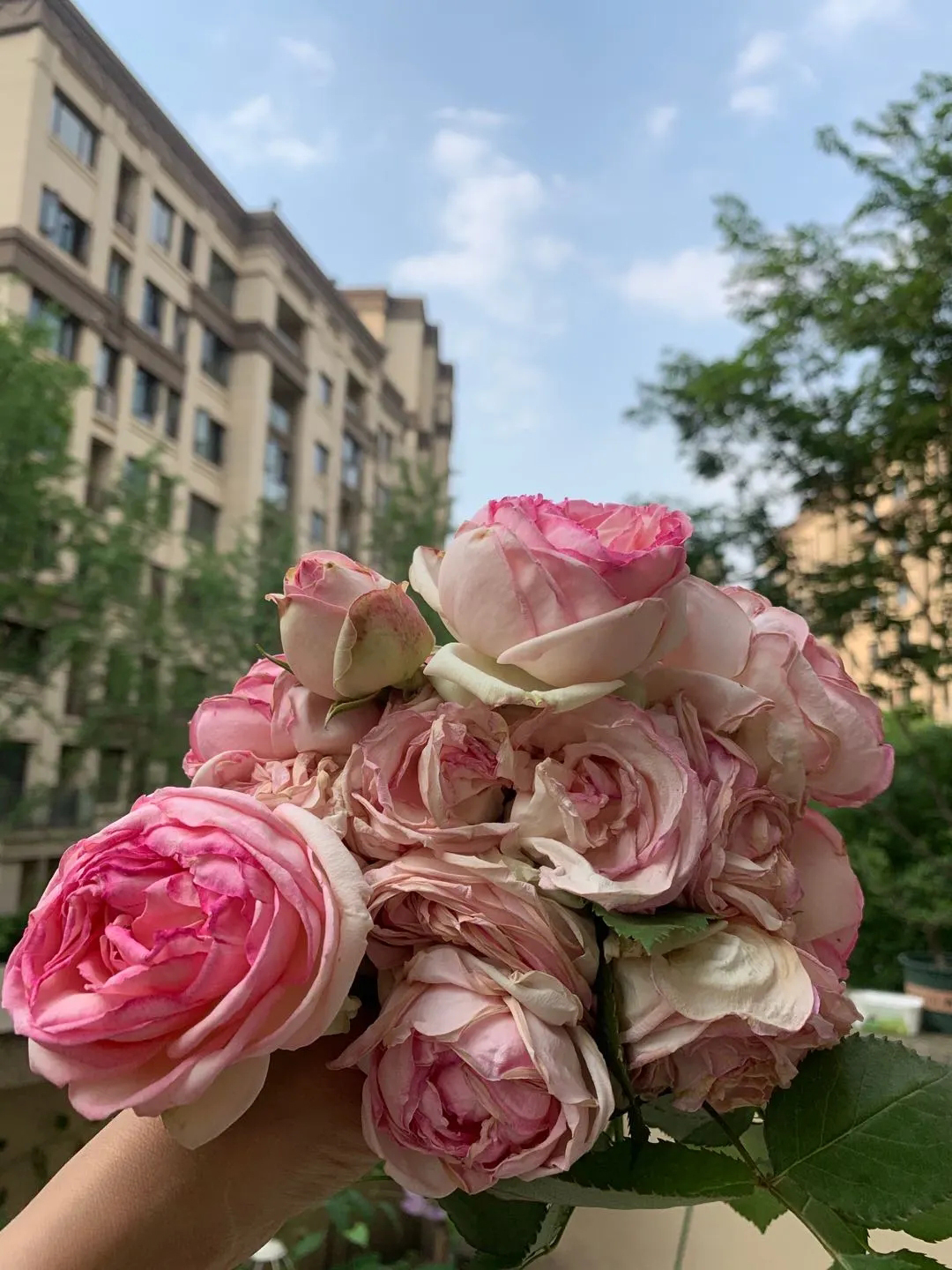 月季花开一半就不开了怎么回事,月季花开一半花蕊烂了是什么原因