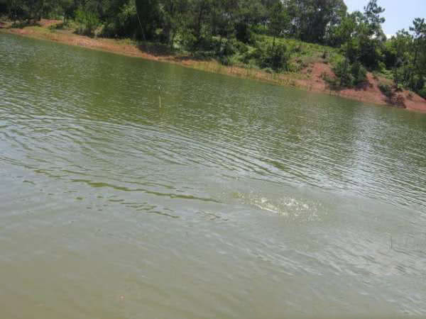 在两广地区，只要有此鱼存在的水域，钓鱼人断竿切线是常有的事