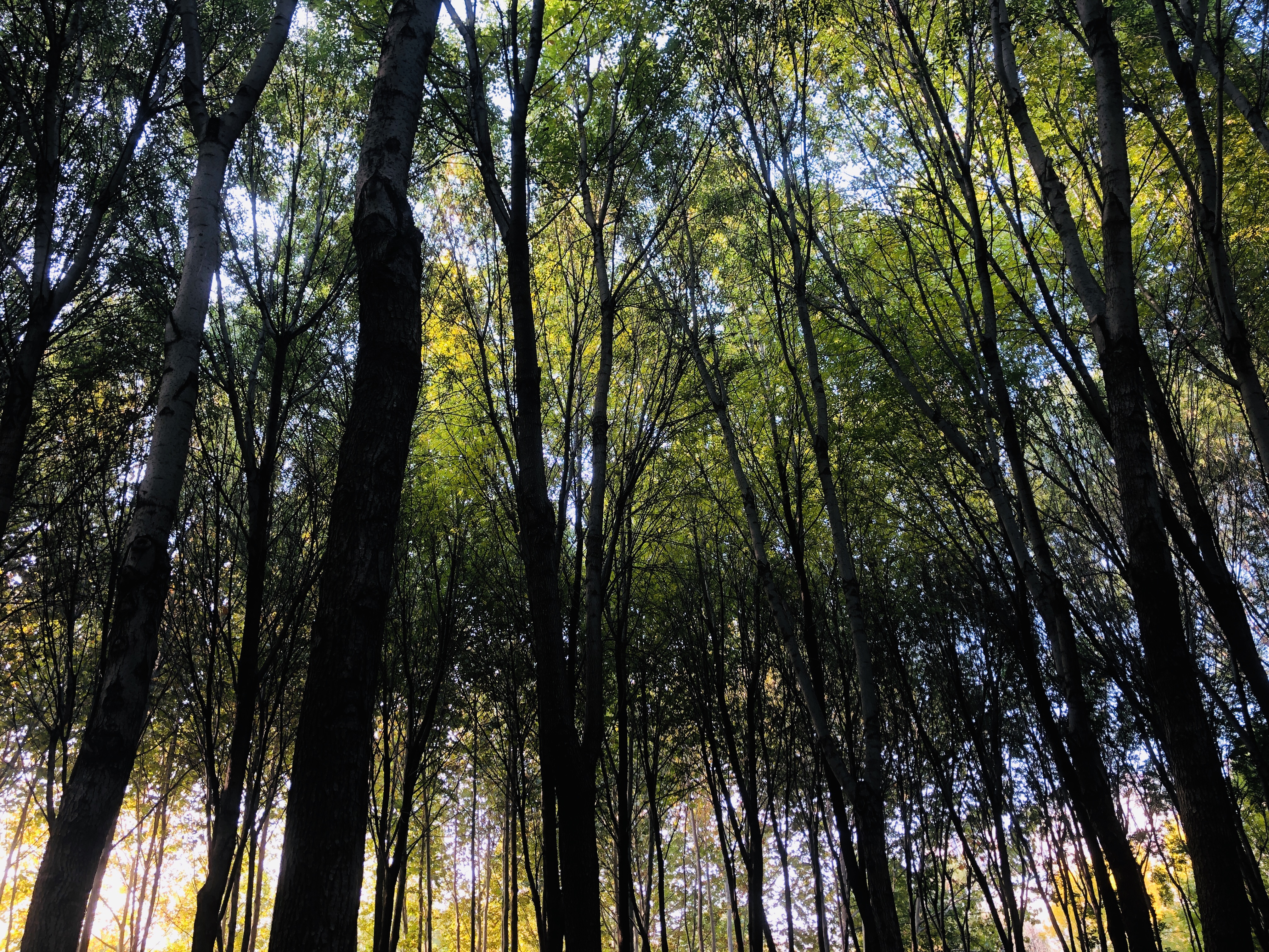 雨后的济南森林公园美景让人陶醉,济南森林公园美成“童话”