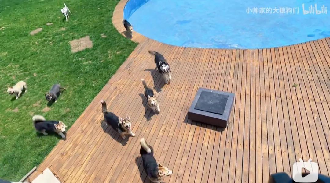花三年建宠物乐园,花20万给狗打造乐园