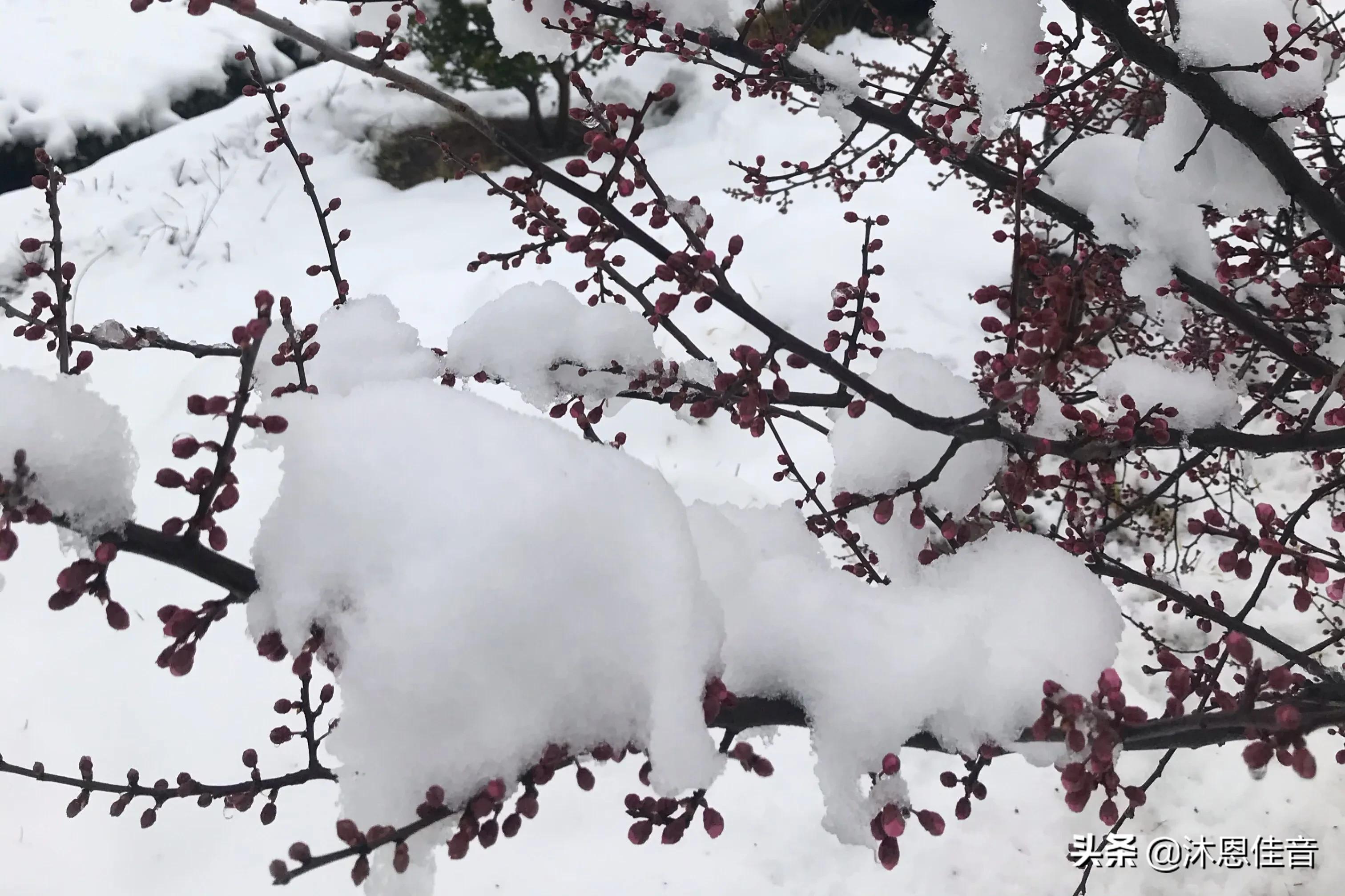郑州“雷打雪”奇观,郑州雷打雪是什么