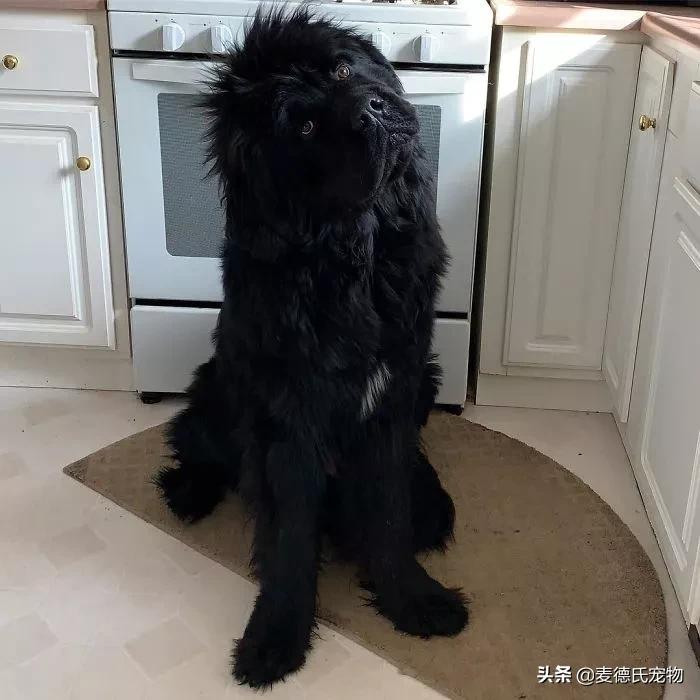 纽芬兰犬好养吗,纽芬兰犬为什么不建议养