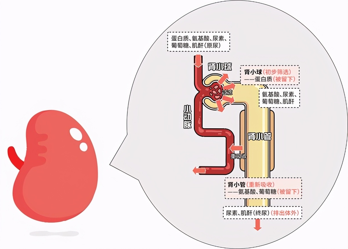 糖尿病肾脏疾病你真正了解吗,肾脏不容忽视