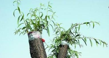 为了替你出气,我们给讨厌的杨柳絮来个“以暴制暴”