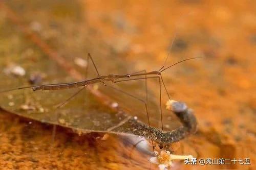 最强节肢动物排行榜,攻击力最强的十种节肢动物