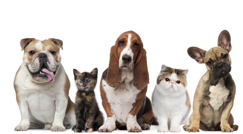 小型犬适合家养的便宜100元以下,100元以下适合学生养的宠物小型犬