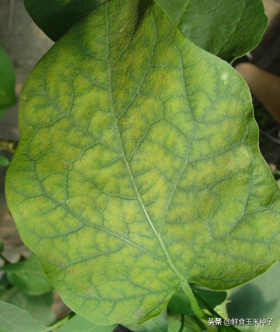 夏季蔬菜栽培高温的预防措施,各种茄果类蔬菜适宜的生长温度