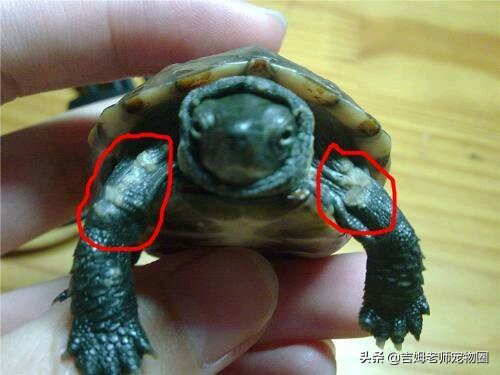 如何预防幼龟一般常见疾病,宠物龟常见疾病与治疗方法图片