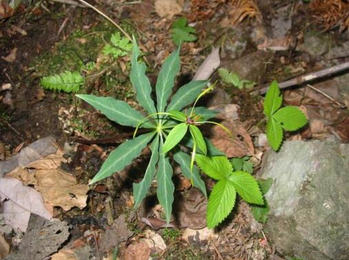 农村此种野草很罕见,这种野草罕见又稀少